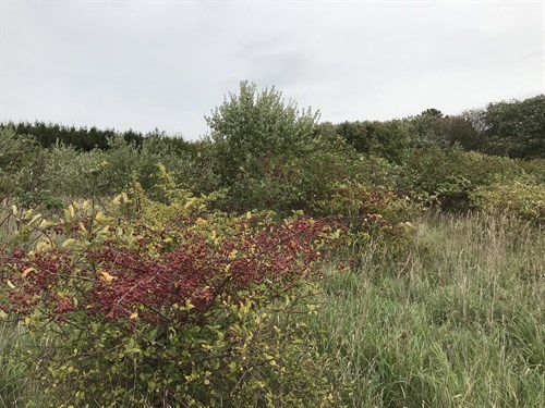 estate