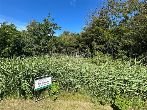 estate