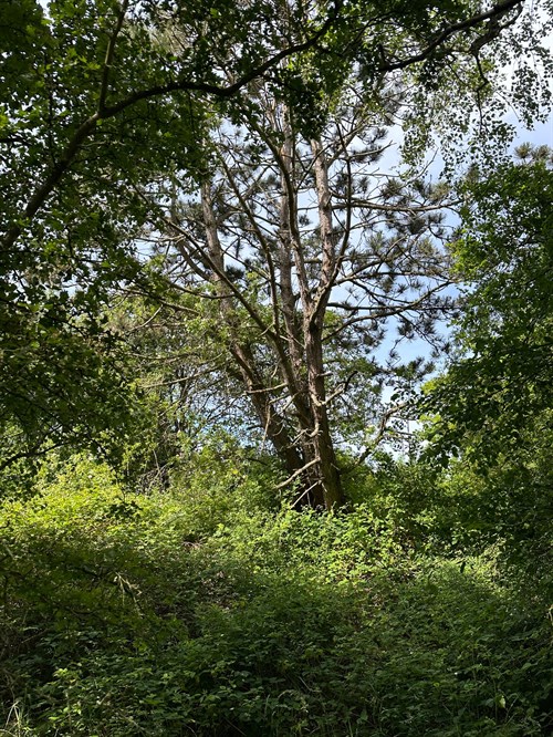 estate