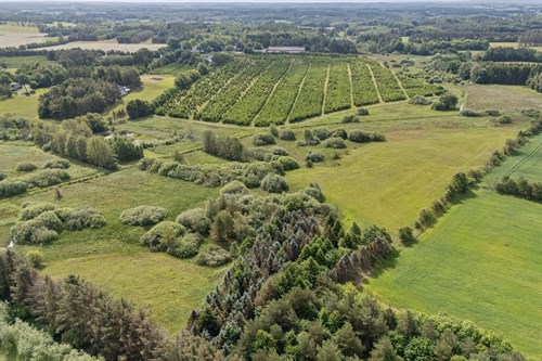 estate