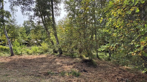 estate