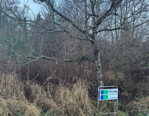 estate