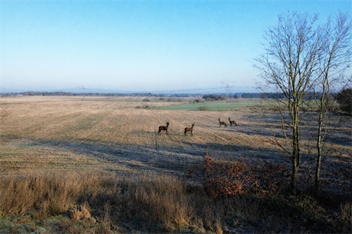 estate
