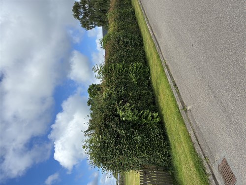estate