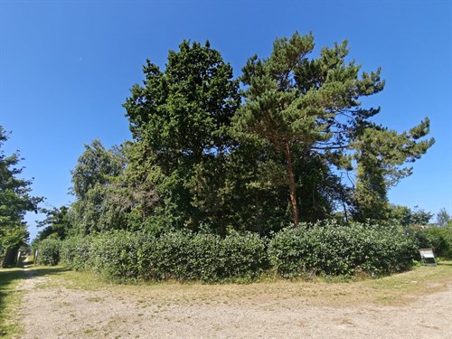 estate