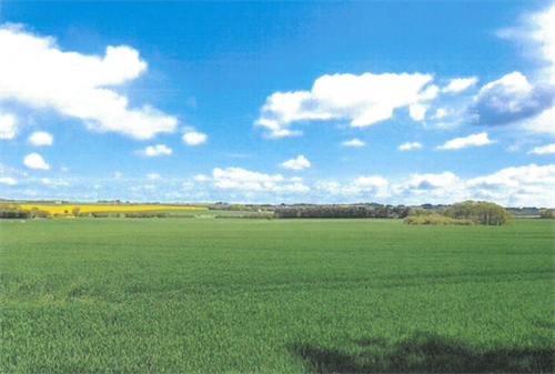 estate