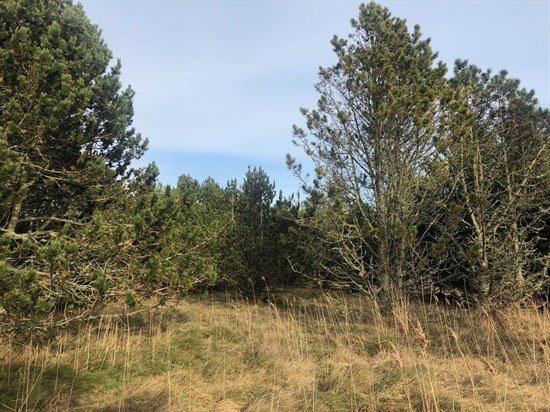 Fritidshus - Oksevej 14, Ålbæk - Visning 2