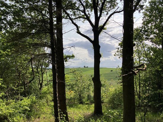 Skovsangervej 4
