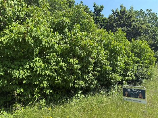 estate