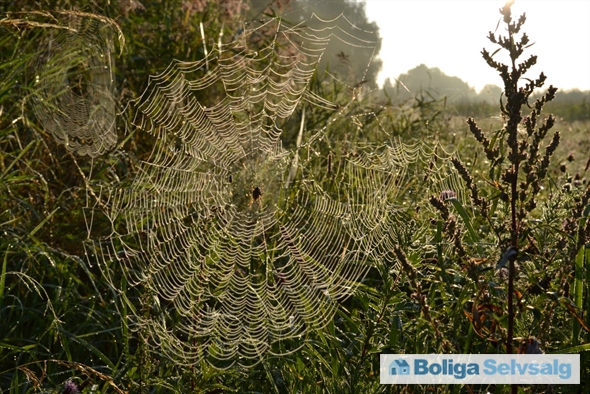 Fyrrevej 22, Lammefjorden, 4571 Grevinge