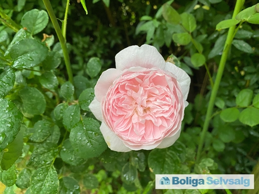 Dahliavej 52, 2610 Rødovre