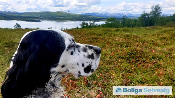 Holvik Vestre 5, 1., Rauland, Norge