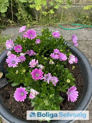 Folehaven 117, st. tv., 2500 Valby