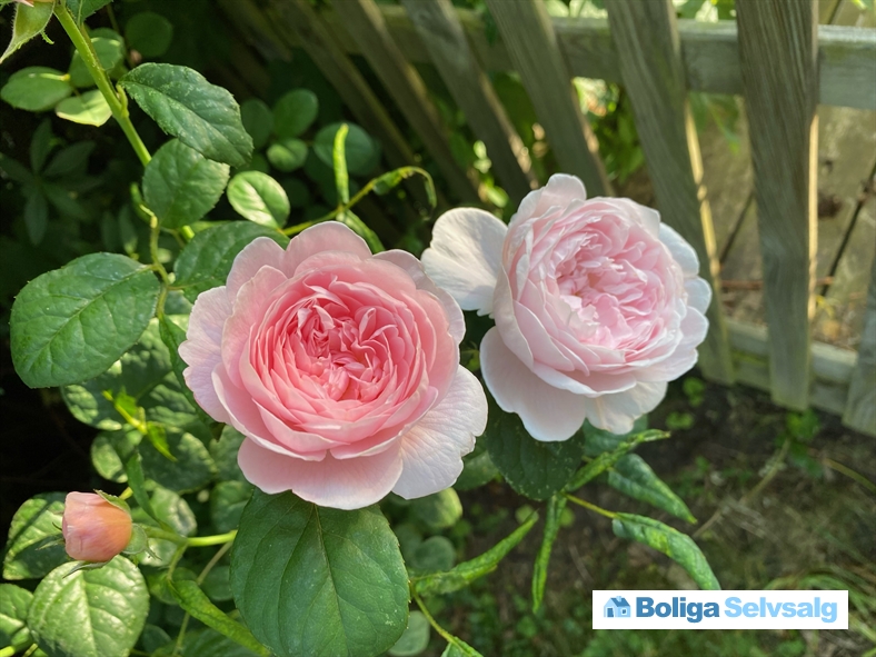 Dahliavej 52, 2610 Rødovre