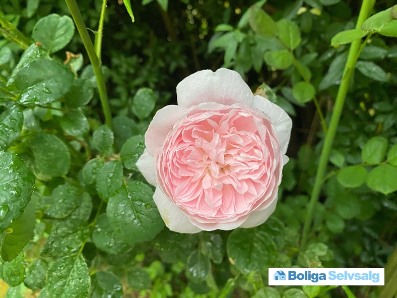 Dahliavej 52, 2610 Rødovre