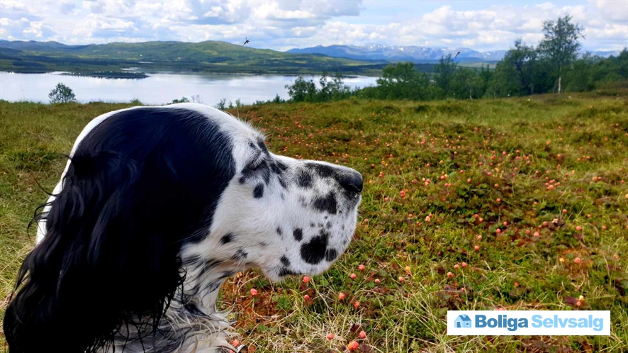 Holvik Vestre 5, 1., Rauland, Norge