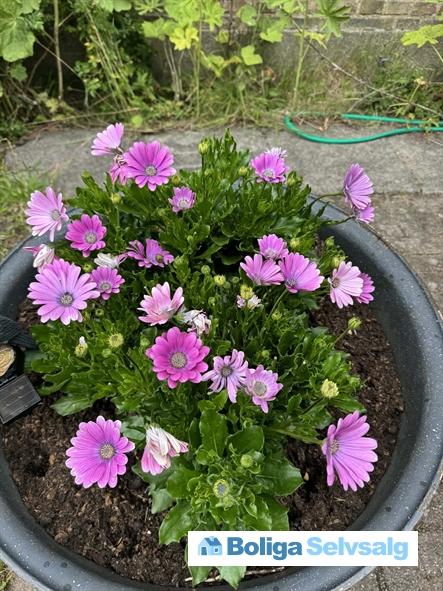 Folehaven 117, st. tv., 2500 Valby